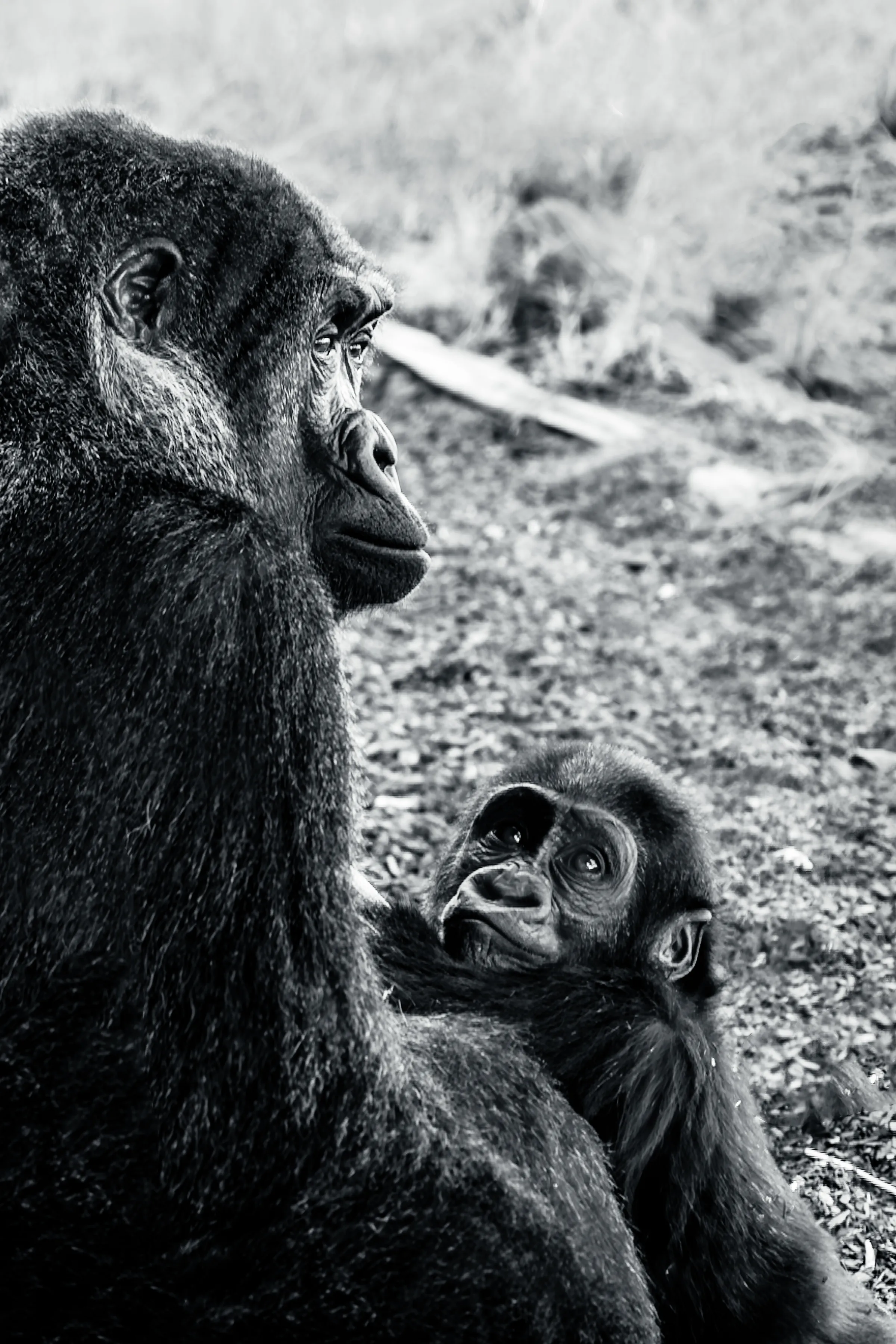 Western lowland gorilla mother and baby, black and white wildlife portrait